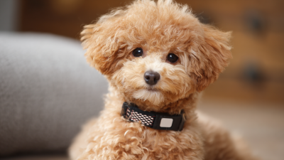 What is the Future of Pet Care with Ito Pet and its Innovative Solutions